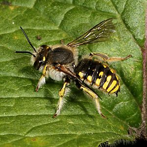Anthidium manicatum: Attacke Anthidium manicatum: Attacke
