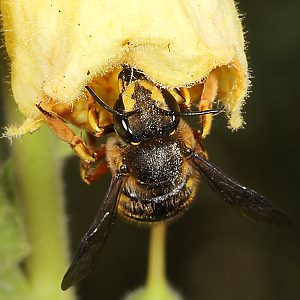 Anthidium manicatum, W Anthidium manicatum, W