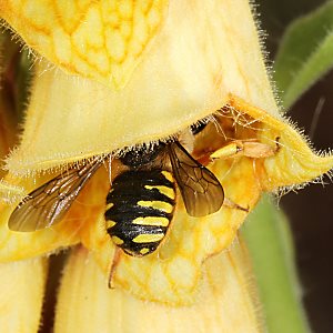 Anthidium manicatum, W Anthidium manicatum, W