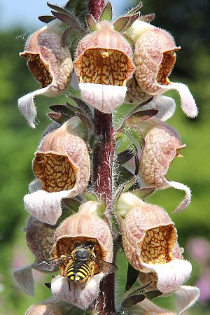 Anthidium manicatum, W an Digitalis lanata Anthidium manicatum, W an Digitalis lanata