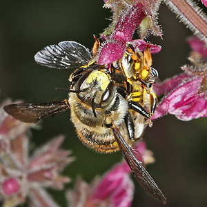 Große Wollbiene (Anthidium manicatum), M W: Paarung Große Wollbiene (Anthidium manicatum), M W: Paarung