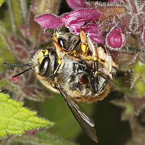 Große Wollbiene (Anthidium manicatum), W Große Wollbiene (Anthidium manicatum), W