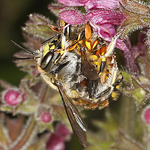 Große Wollbiene (Anthidium manicatum), W Große Wollbiene (Anthidium manicatum), W