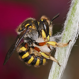 Anthidium manicatum, W Pflanzenwolle sammelnd Anthidium manicatum, W sammelnd