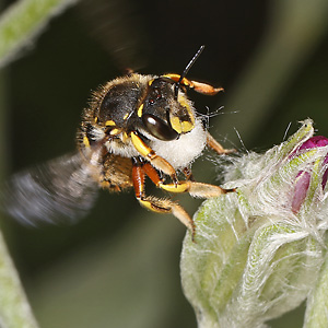 Anthidium manicatum, W: Abflug mit Wolle Anthidium manicatum, W: Abflug