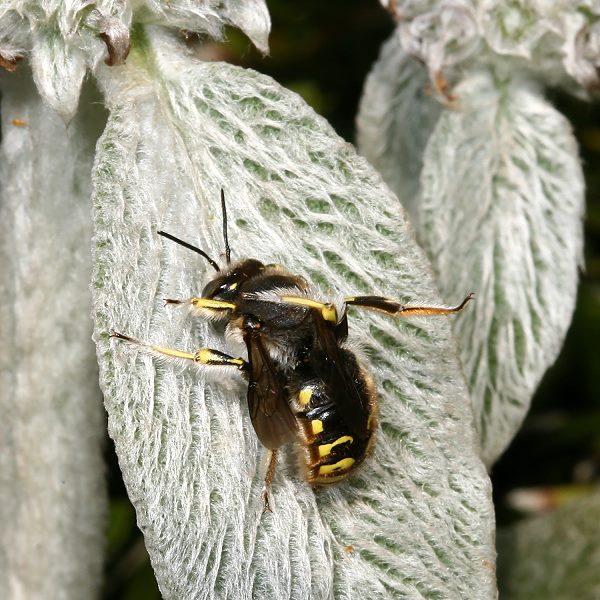 Anthidium manicatum, M (sich putzend auf einem Wollziest-Blatt)