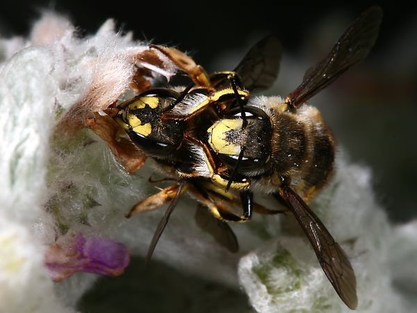 Anthidium manicatum, W M