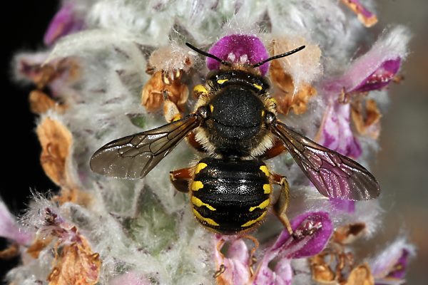 Anthidium manicatum, M
