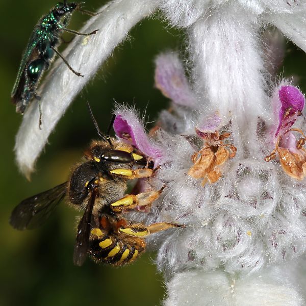 Anthidium manicatum, W