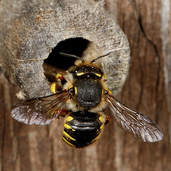 Anthidium manicatum, M, vor Schlafr&ouml;hre