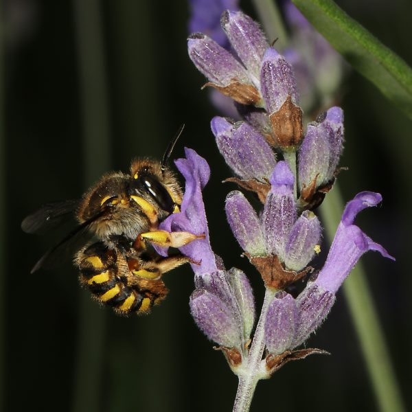 Anthidium manicatum, W