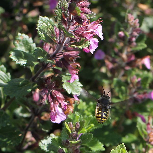 Anthidium manicatum, M: Patrouille