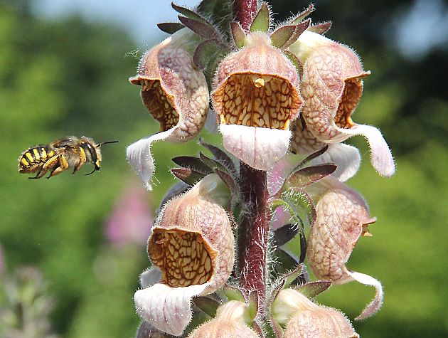 Anthidium manicatum, W an D. lanata