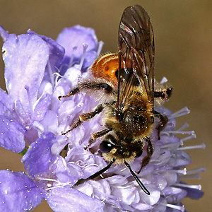 Andrena marginata, W