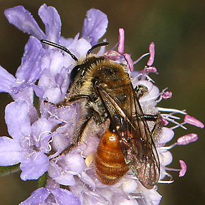 Andrena marginata, W