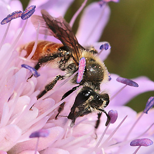 Andrena marginata, W