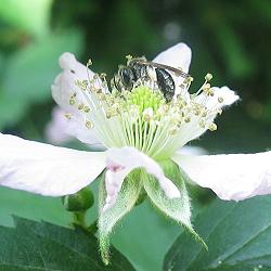 Kleine Sandbiene (Andrena minutula), W Kleine Sandbiene (Andrena minutula), W