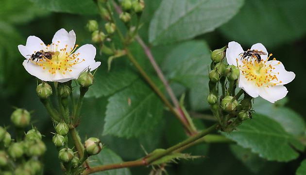 Andrena minutula, WW auf Brombeere