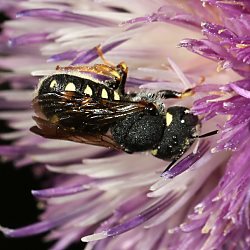 Wollbiene Anthidium nanum, W Wollbiene Anthidium nanum, W