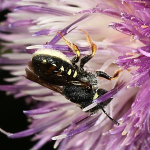 Wollbiene Anthidium nanum, W Wollbiene Anthidium nanum, WM