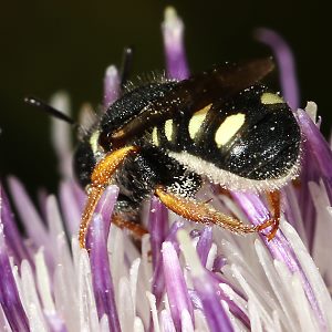 Wollbiene Anthidium nanum, W Wollbiene Anthidium nanum, W