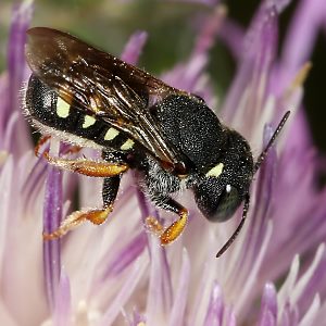 Wollbiene Anthidium nanum, W Wollbiene Anthidium nanum, WM
