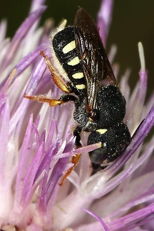 Wollbiene Anthidium nanum, W Wollbiene Anthidium nanum, WM