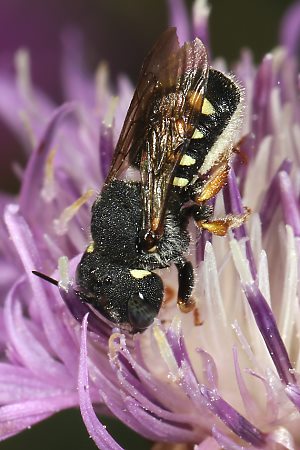 Wollbiene Anthidium nanum, W Wollbiene Anthidium nanum, W