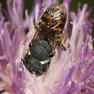 Wollbiene Anthidium nanum, W Wollbiene Anthidium nanum, WM