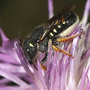Wollbiene Anthidium nanum, W Wollbiene Anthidium nanum, W