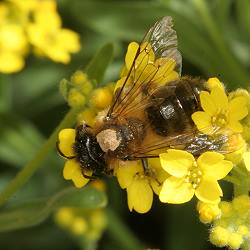Sandbiene Andrena nigroaenea, W Sandbiene Andrena nigroaenea, W