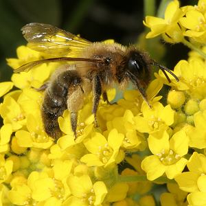 Andrena nigroaenea, W