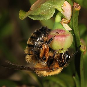 Andrena nigroaenea, W, an Vaccinium myrtillus (1)