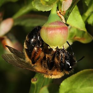 Andrena nigroaenea, W, an Vaccinium myrtillus (2)