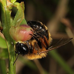 Andrena nigroaenea, W, an Vaccinium myrtillus (4)