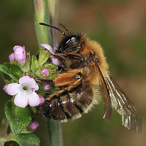 Andrena nigroaenea, W
