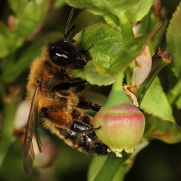 Andrena nigroaenea, W