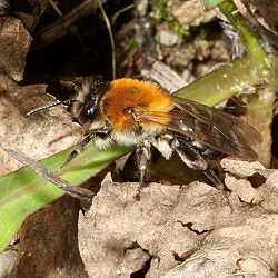 Erdbiene Andrena nitida, W Erdbiene Andrena nitida, W