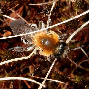 Erdbiene Andrena nitida, W
