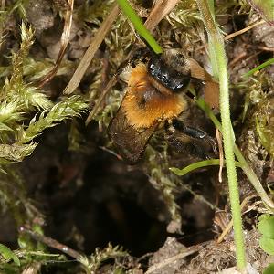Andrena nitida, W