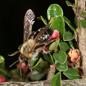 Andrena nitida, W, verbla&szlig;t (1)