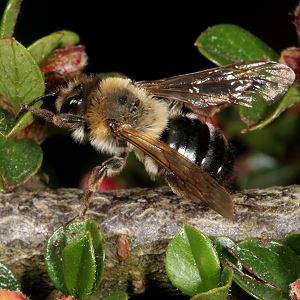 Andrena nitida, W, verbla&szlig;t (2)