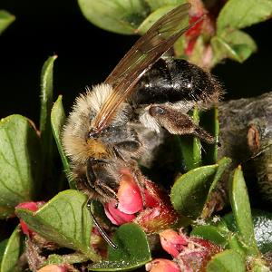Andrena nitida, W, verbla&szlig;t (3)