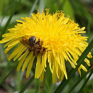 Andrena nitida, W, an L&ouml;wenzahn (1)