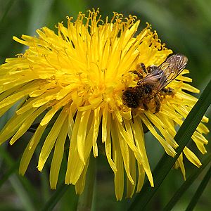 Andrena nitida, W, an L&ouml;wenzahn (2)