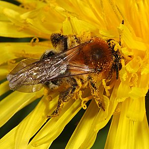 Andrena nitida, W, auf L&ouml;wenzahn (5)