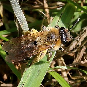 Andrena nitida, W