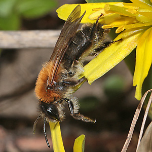 Andrena nitida, W stylopisiert