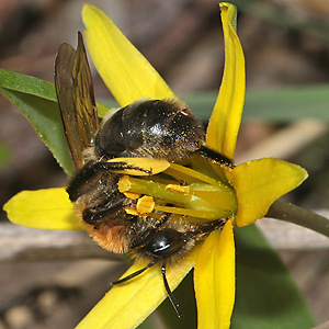 Andrena nitida, W stylopisiert