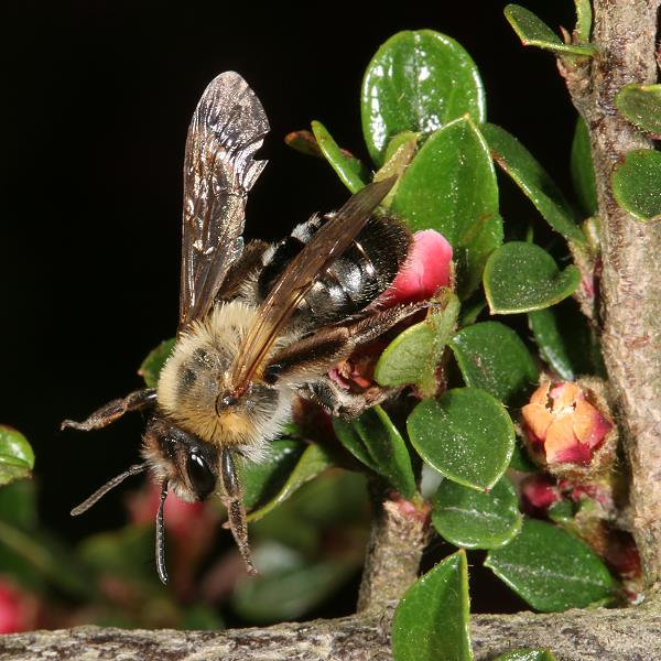Andrena nitida, W